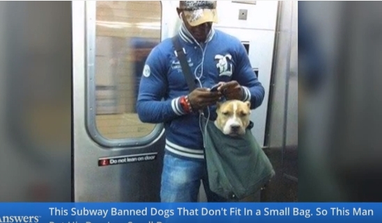 001 57 - 大型犬は約30キロ！? NYのマッチョガイは大型犬をバッグに入れて電車移動している