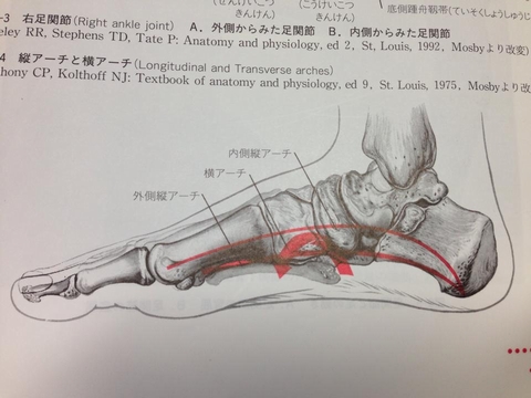 00177 - 【百本コラム】二本目：『足部の機能解剖と運動連鎖』