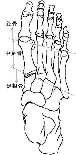 00230 - 【百本コラム】二本目：『足部の機能解剖と運動連鎖』