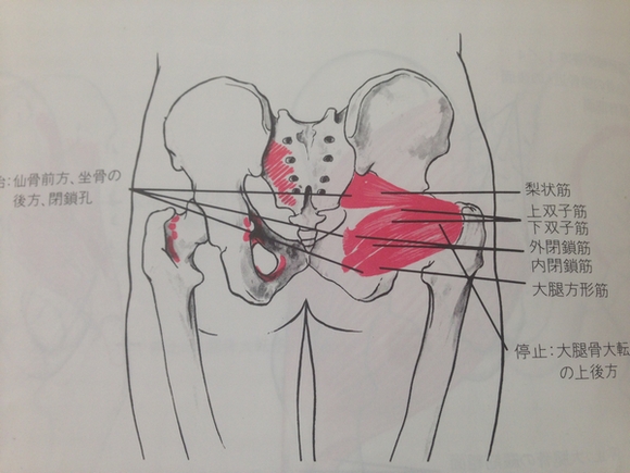 00282 - 【百本コラム】十本目：『股関節の機能不全と代償動作』　股関節にまつわる代表的な問題は坐骨神経痛