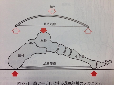 00410 - 【百本コラム】二本目：『足部の機能解剖と運動連鎖』