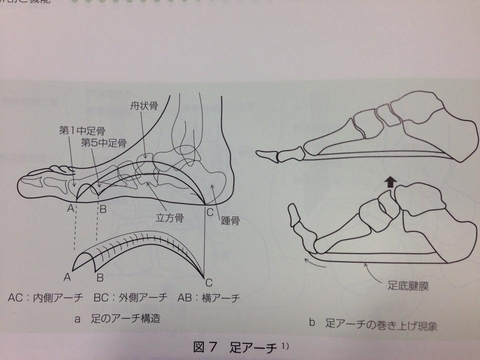 0058 - 【百本コラム】二本目：『足部の機能解剖と運動連鎖』