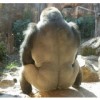 160 12 100x100 - 「男は背中で語る」上野動物園のオスゴリラ「ハオコ」のたくましい背中がカッコよすぎると絶賛の嵐！