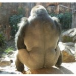 160 12 150x150 - 「男は背中で語る」上野動物園のオスゴリラ「ハオコ」のたくましい背中がカッコよすぎると絶賛の嵐！
