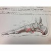 16050 100x100 - 【百本コラム】二本目：『足部の機能解剖と運動連鎖』