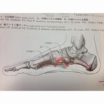 16050 150x150 - 【百本コラム】二本目：『足部の機能解剖と運動連鎖』
